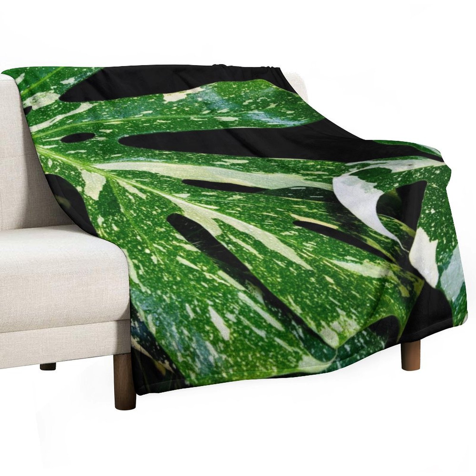 Monstera Thai Constellation Th - Monstera Thai Constellation review and price