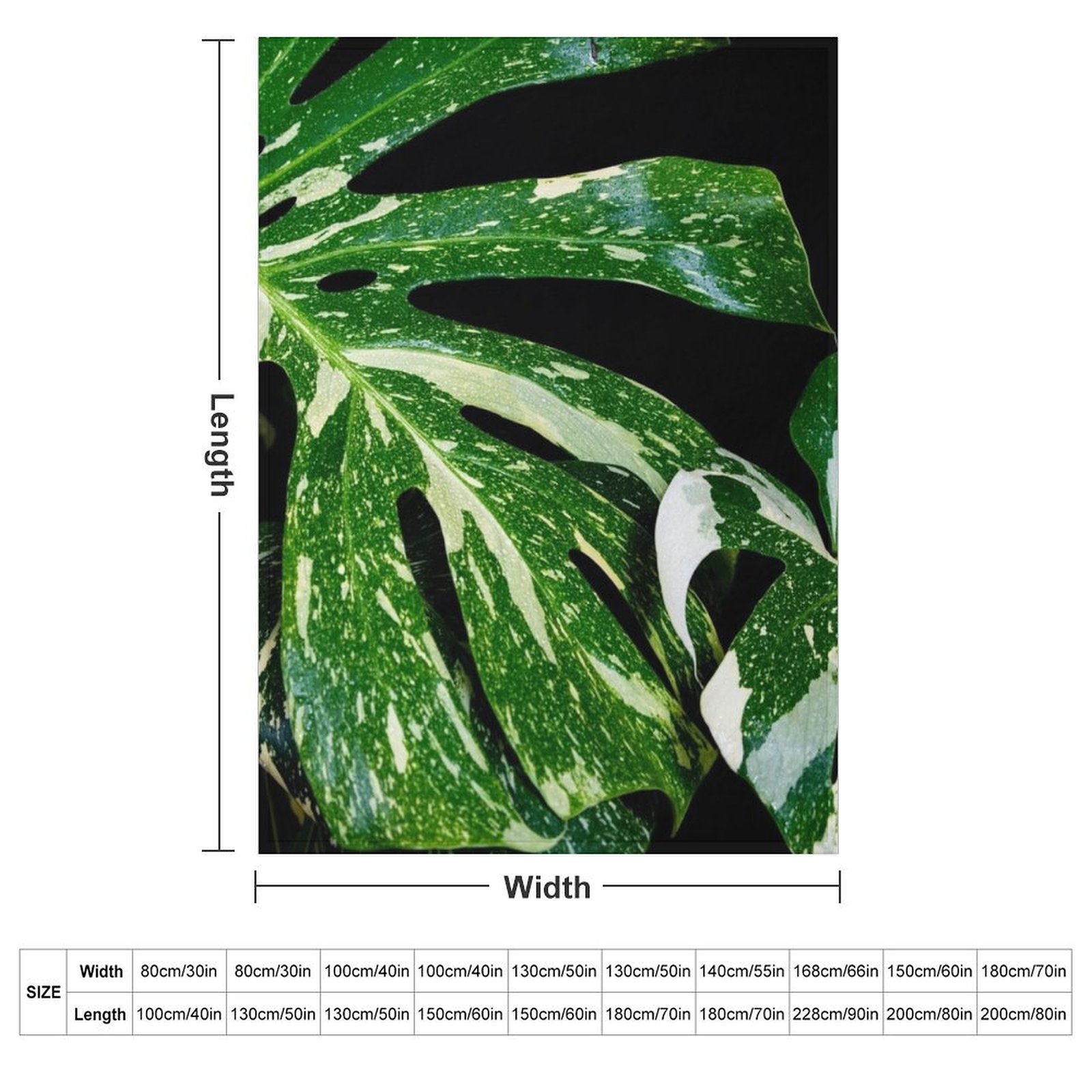 Monstera Thai Constellation Th - Monstera Thai Constellation review and price